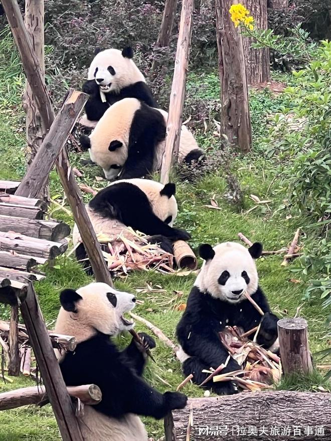 攻略四川5日游最佳路线攻略麻将胡了四川旅游跟团5日游